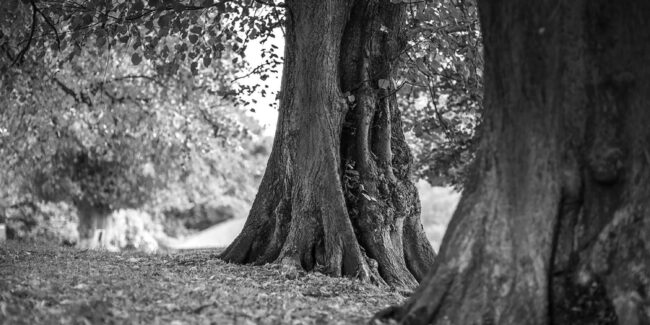 natalie-thornley-148086-unsplash-3000×1500